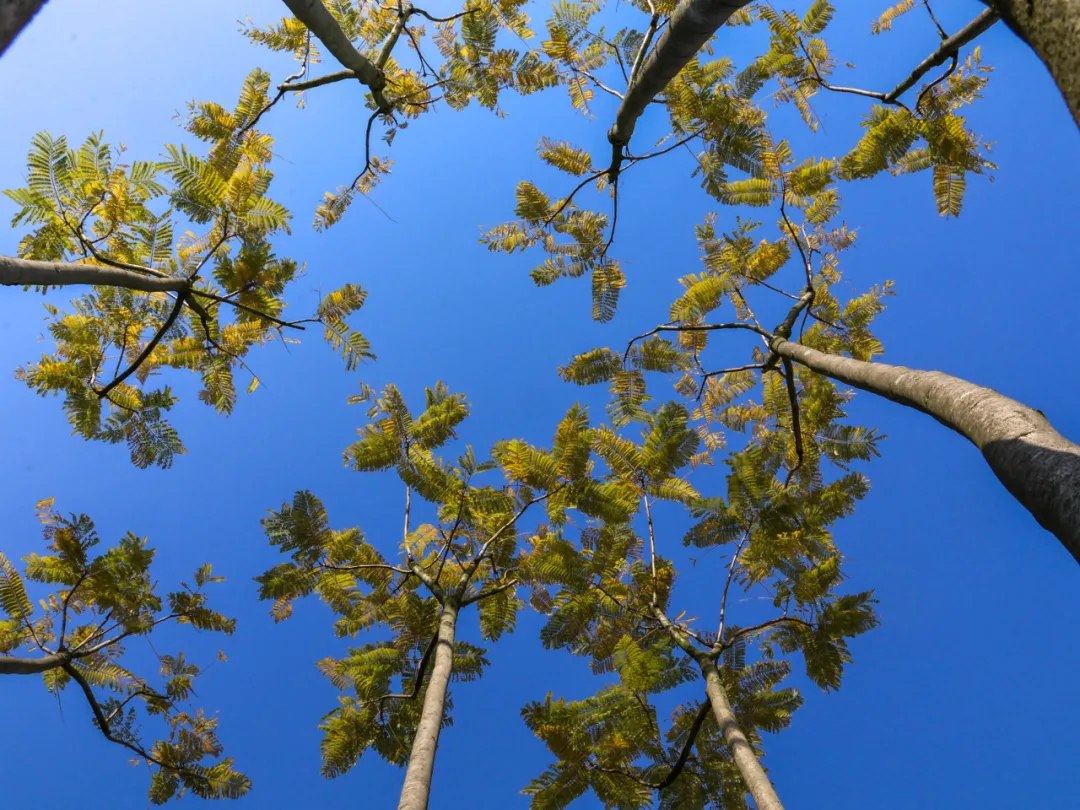 遂职·稻穗FM丨时光的叹息：朱自清的《匆匆》