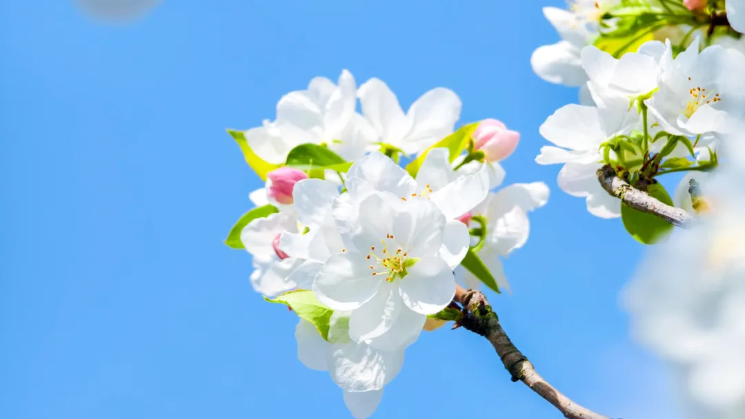 遂职·稻穗FM丨春天的脚步近了