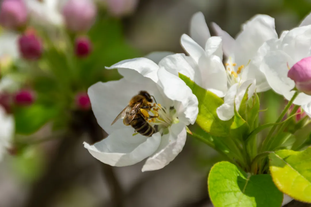 遂职·稻穗FM丨以朦胧诗笔触捕捉春的意象